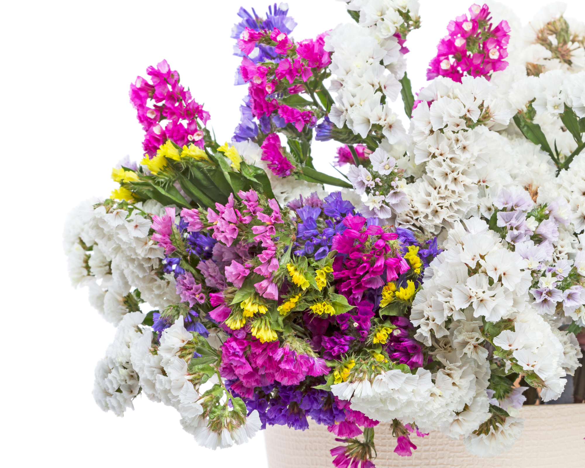 Semi di Statice a Grandi Fiori Multicolor - Franchi sementi - immagine 3