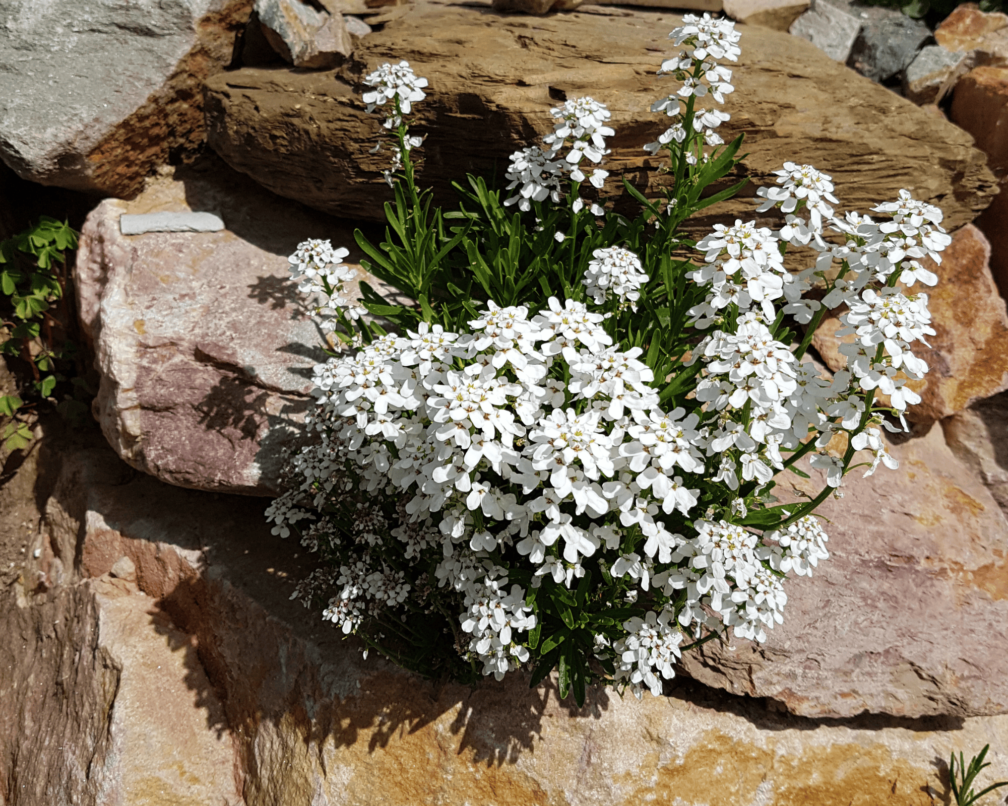 Semi di Iberis Multicolor - Franchi sementi - immagine 3