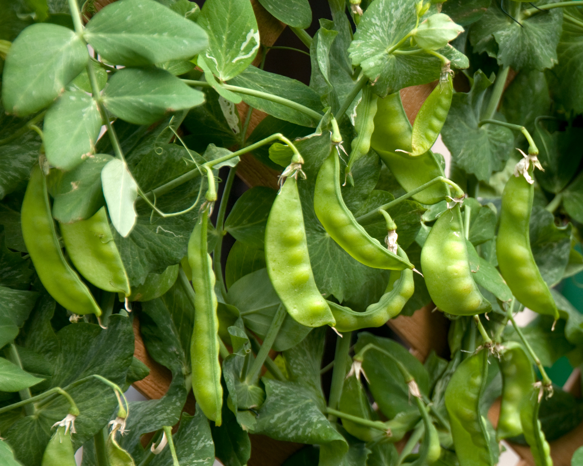 Semi di Pisello Taccola Nano Grijze Roodbloeiende - Franchi sementi - immagine 3