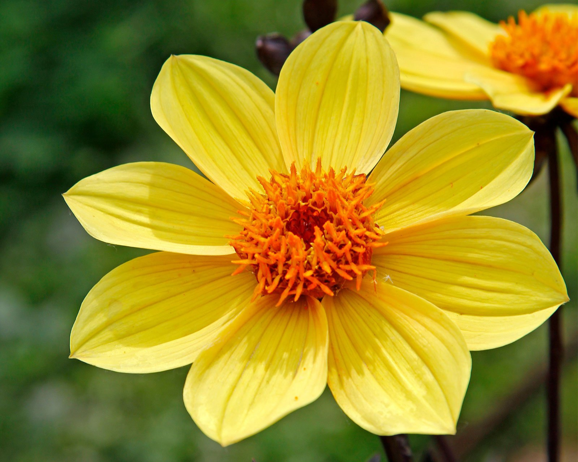 Semi di Dalia a Fiori Semplici Multicolor - Franchi sementi - immagine 3