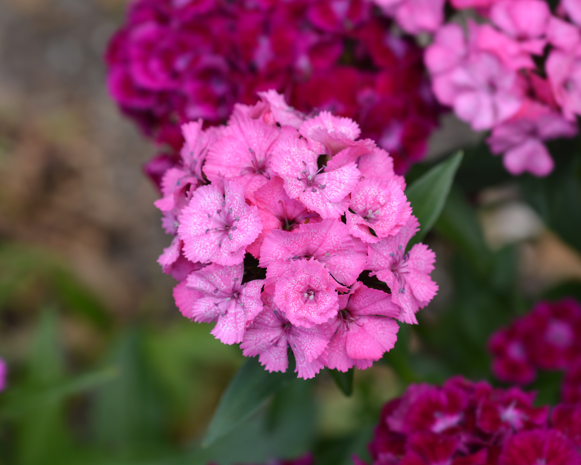 Mix Semi di Garofano dei Poeti a Fiori Doppi - Franchi sementi - immagine 3