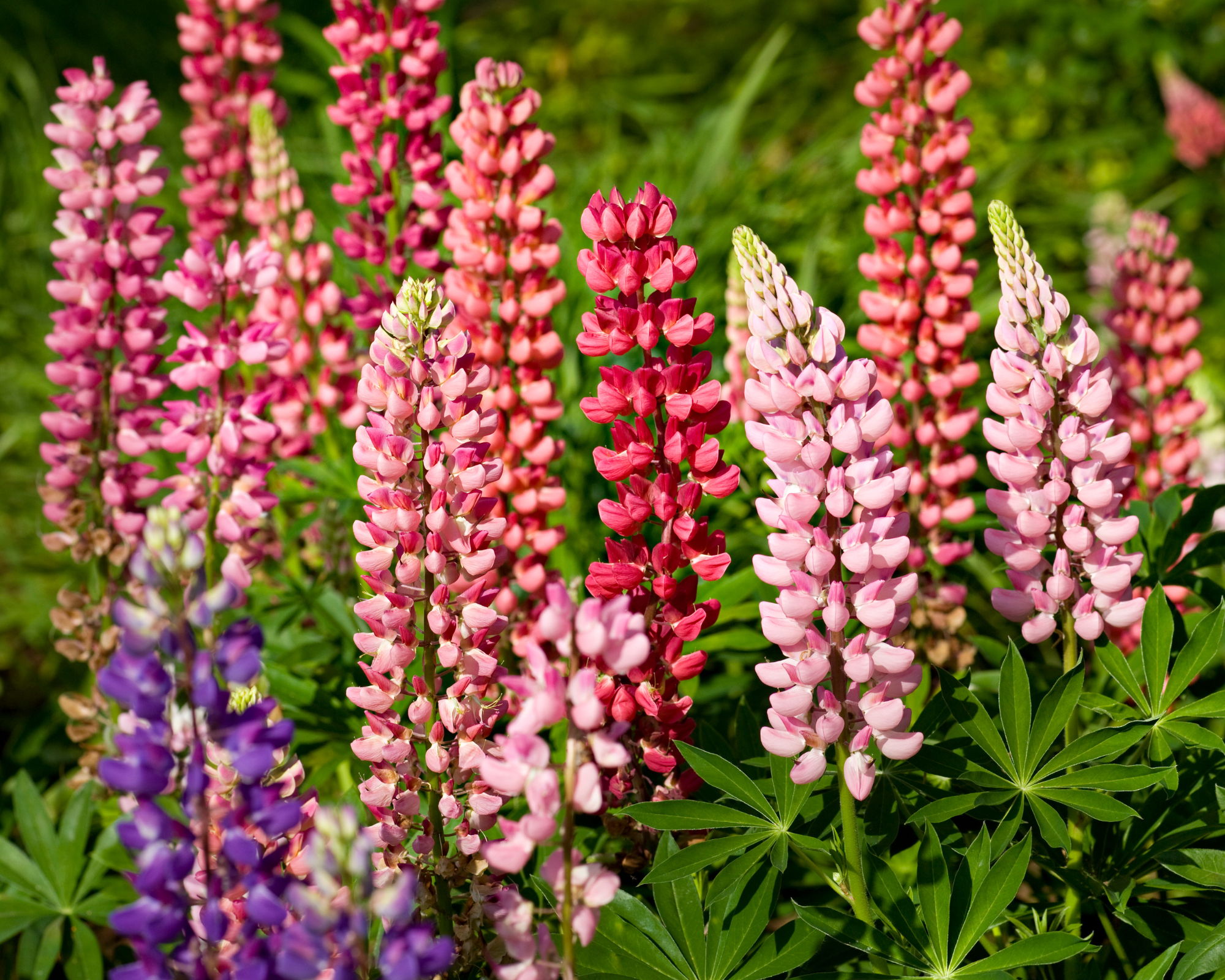 Semi di Lupino Alto Multicolor- Franchi sementi - immagine 3