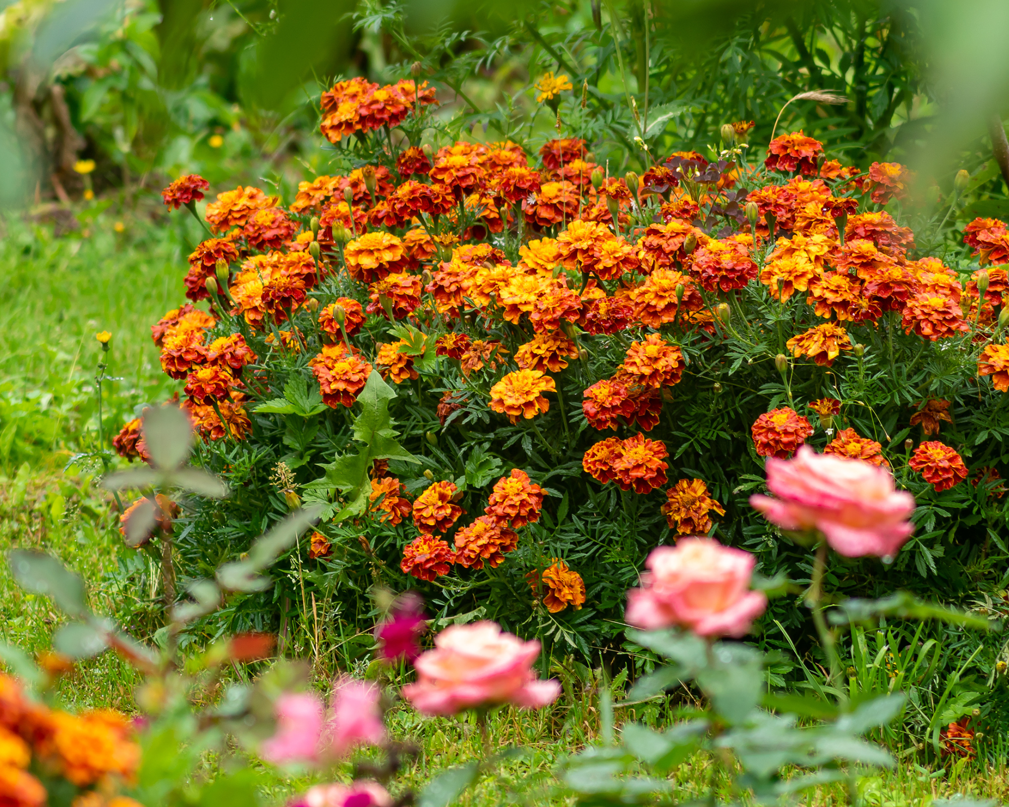 Mix Semi di Tagete Nano a Fiori Doppi - Franchi sementi - immagine 3