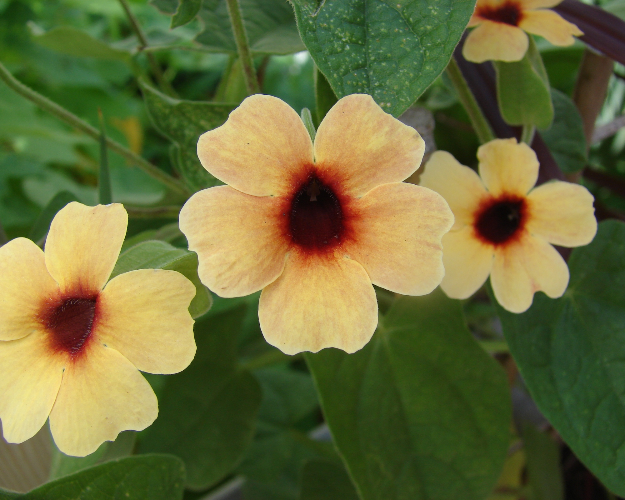 Semi di Thunbergia Rampicante Gialla - Franchi sementi - immagine 3