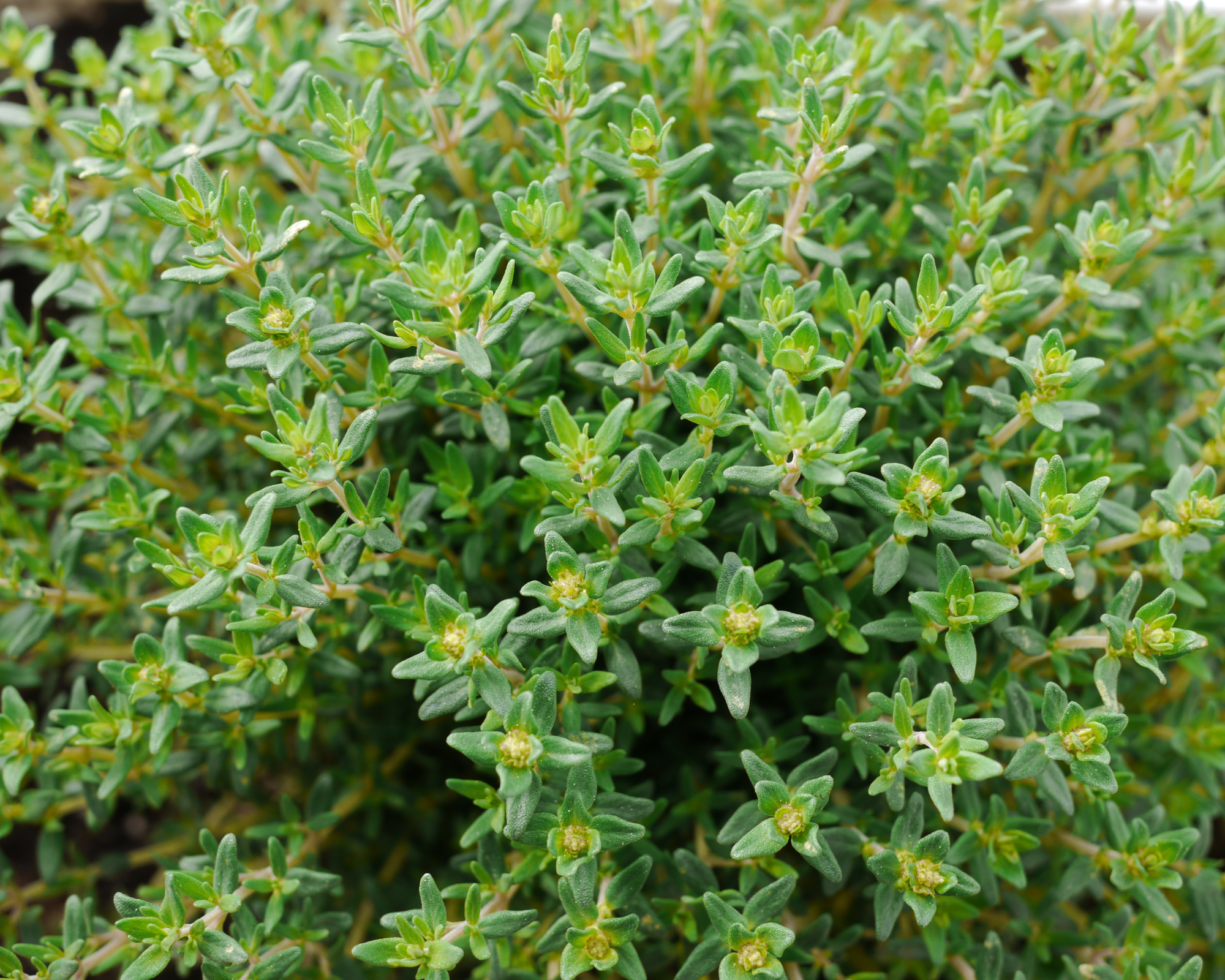 Semi di Timo di Provenza - Franchi sementi - immagine 3