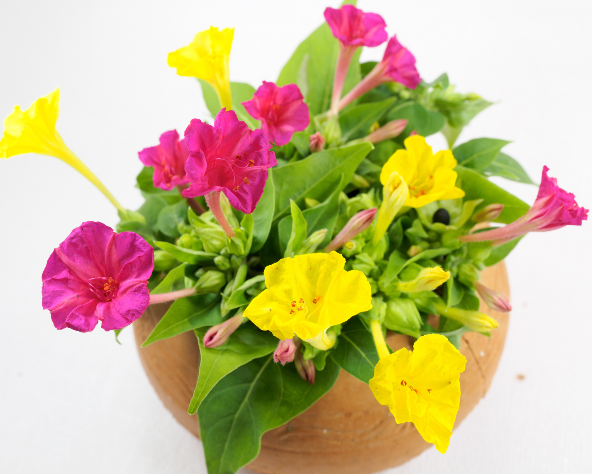 Semi di Bella di Notte Multicolor - Franchi sementi - immagine 3