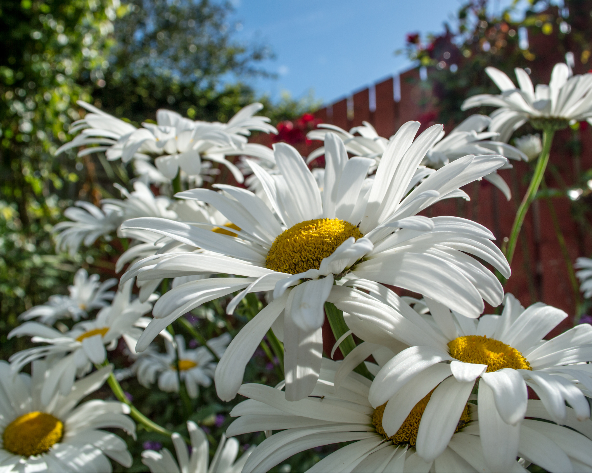 Semi di Margherita Gigante - Franchi sementi - immagine 3