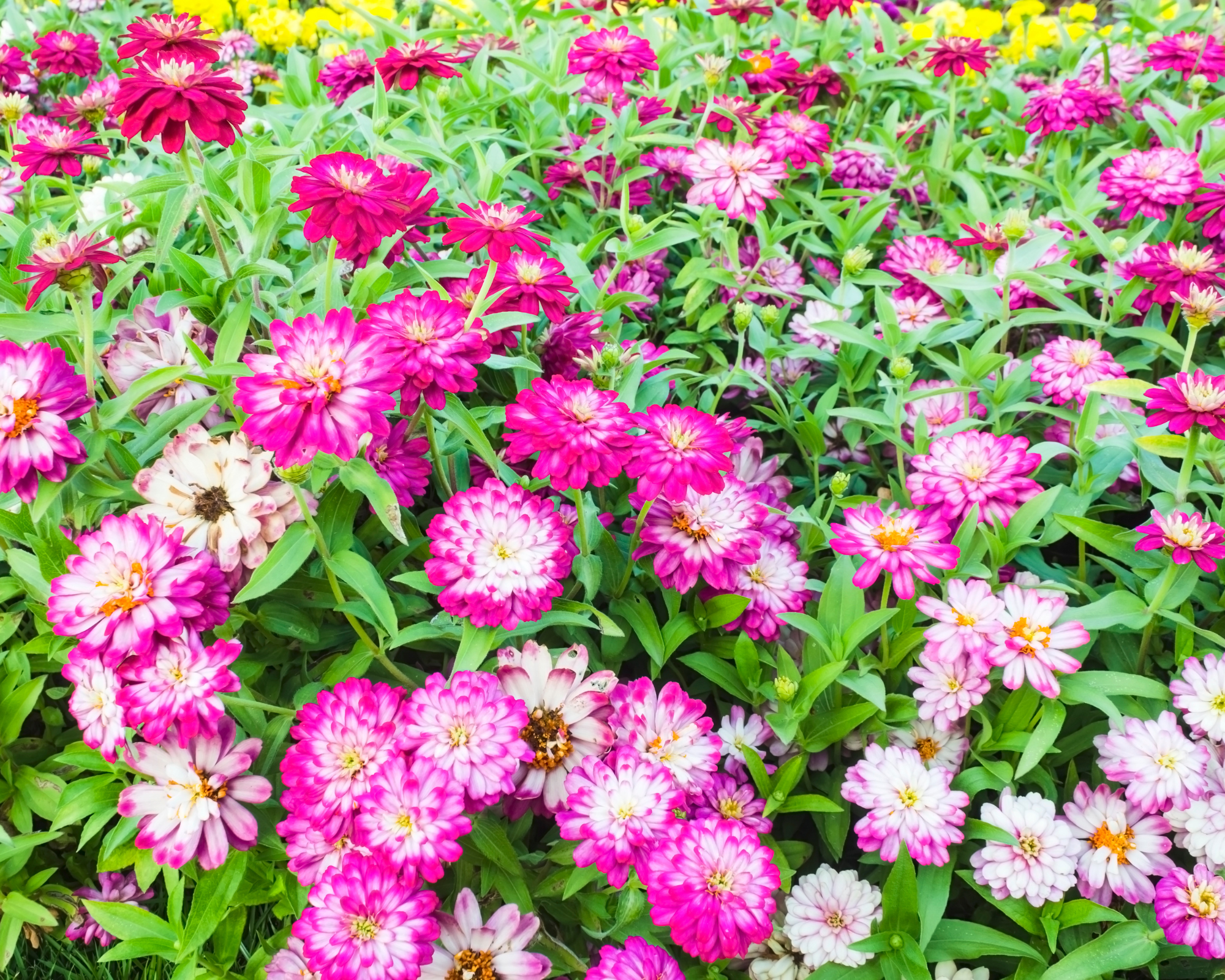 Semi di Zinnia Nana Thumbelina Multicolor - Franchi sementi - immagine 3