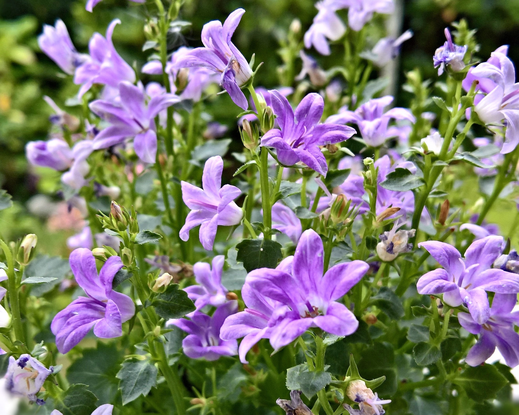 Semi di Campanula Carpatica Blu - Franchi sementi - immagine 3