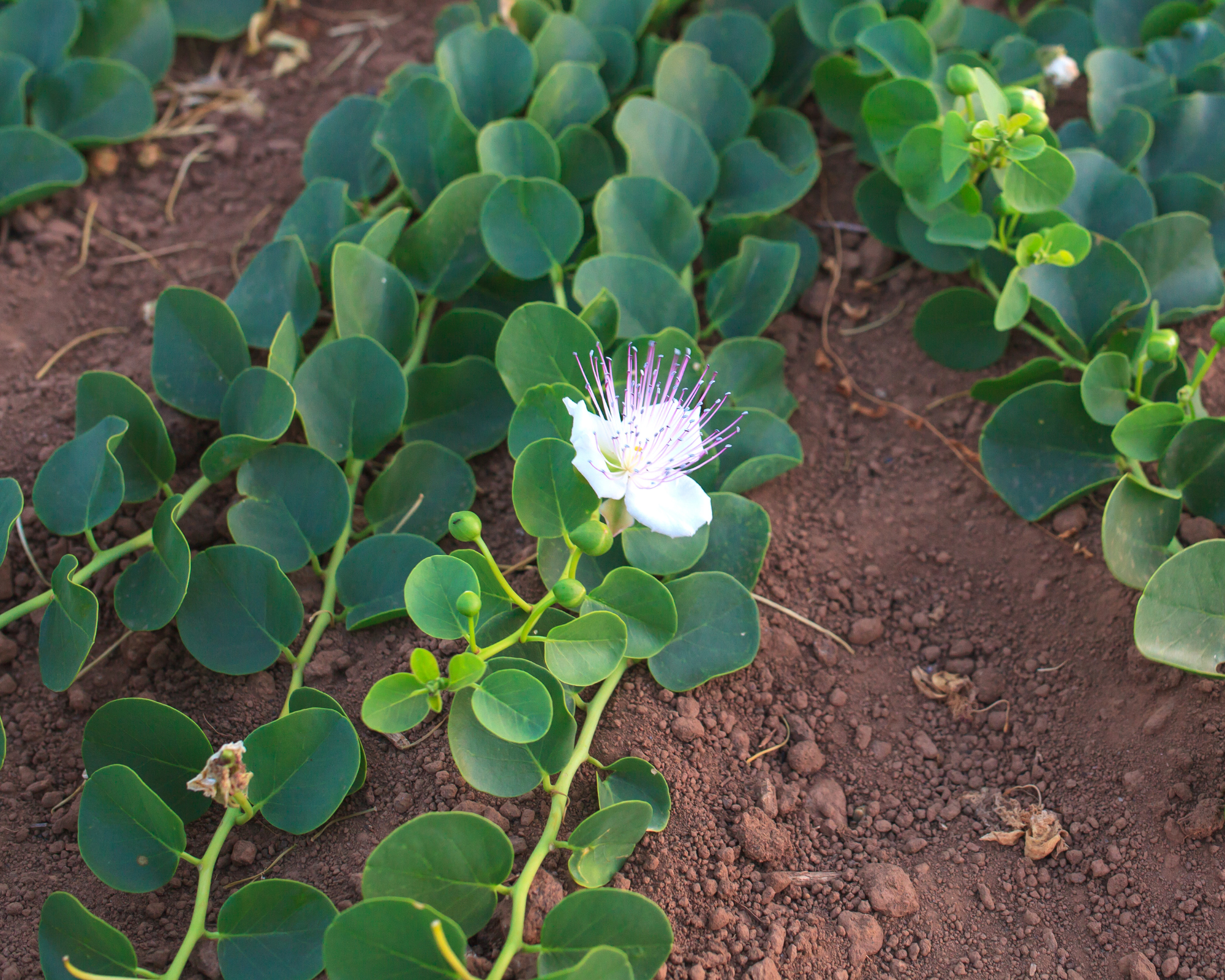 Semi di Cappero - Franchi sementi - immagine 3
