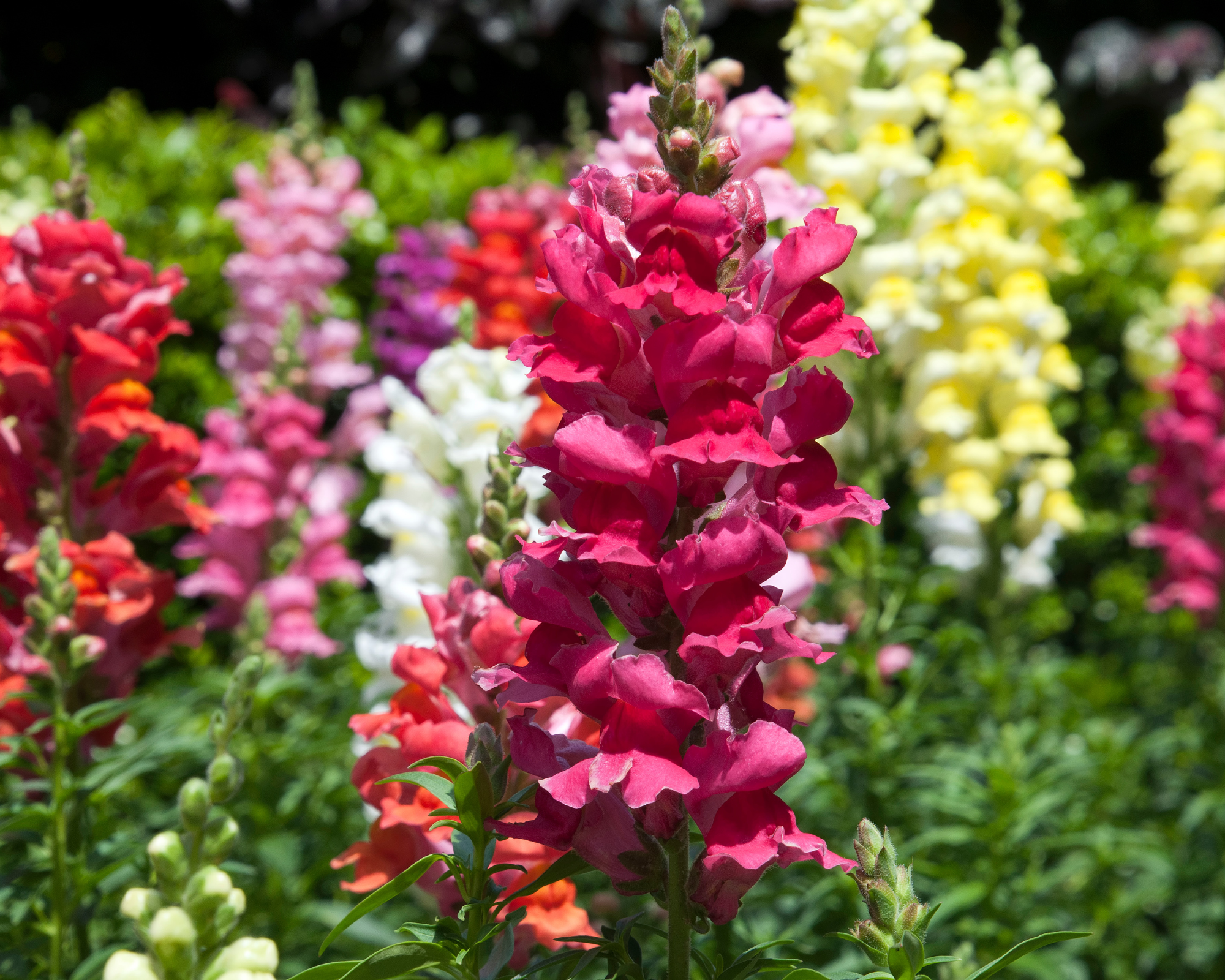 Semi di Bocca di Leone Nana Multicolor - Franchi sementi - immagine 3