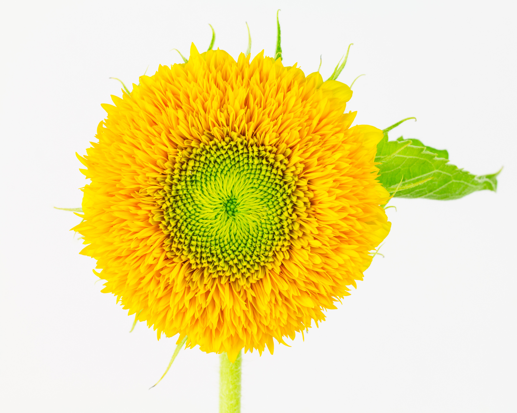 Semi di Girasole Nano Giallo a Fiore Pieno - Franchi sementi - immagine 3