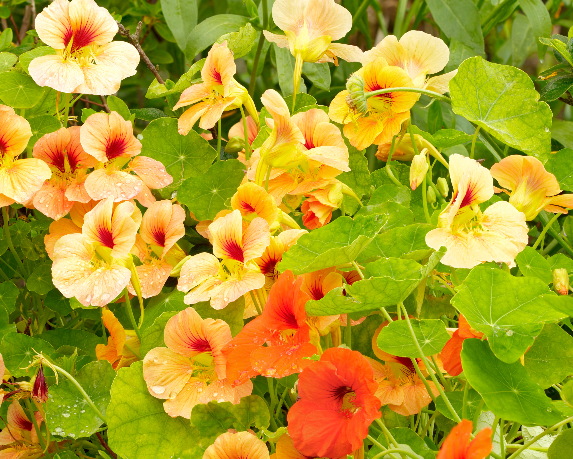 Semi di Nasturzio Nano Multicolor - Franchi sementi - immagine 3