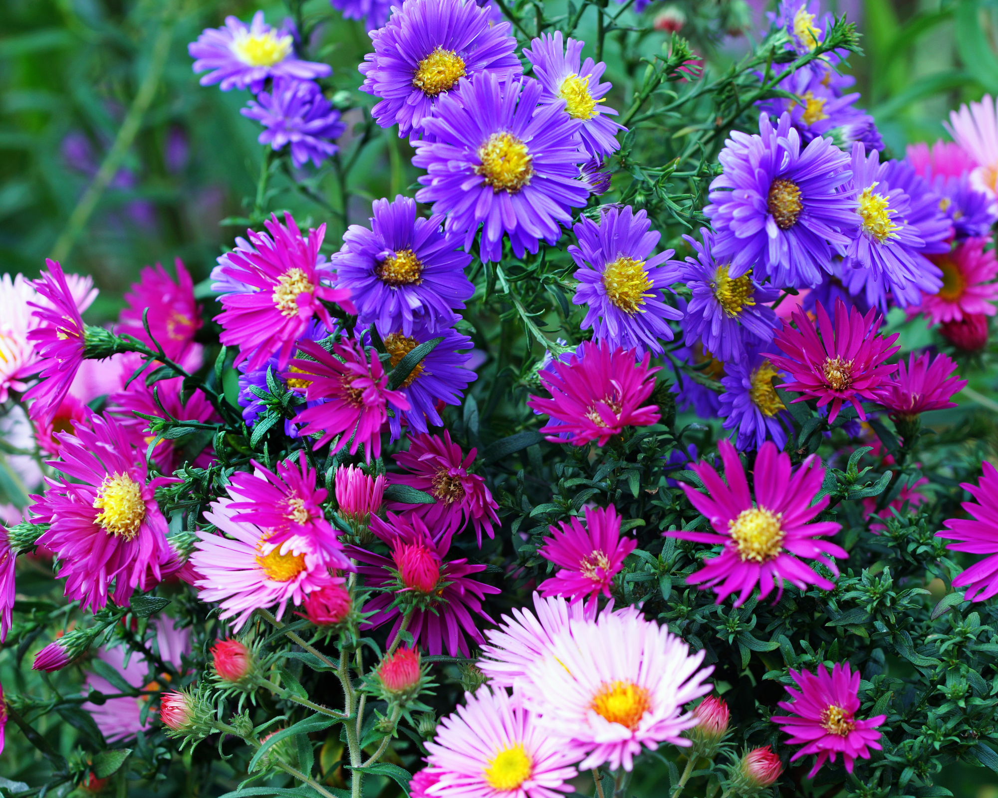 Semi di Astro Alpinus Multicolor - Franchi sementi - immagine 3