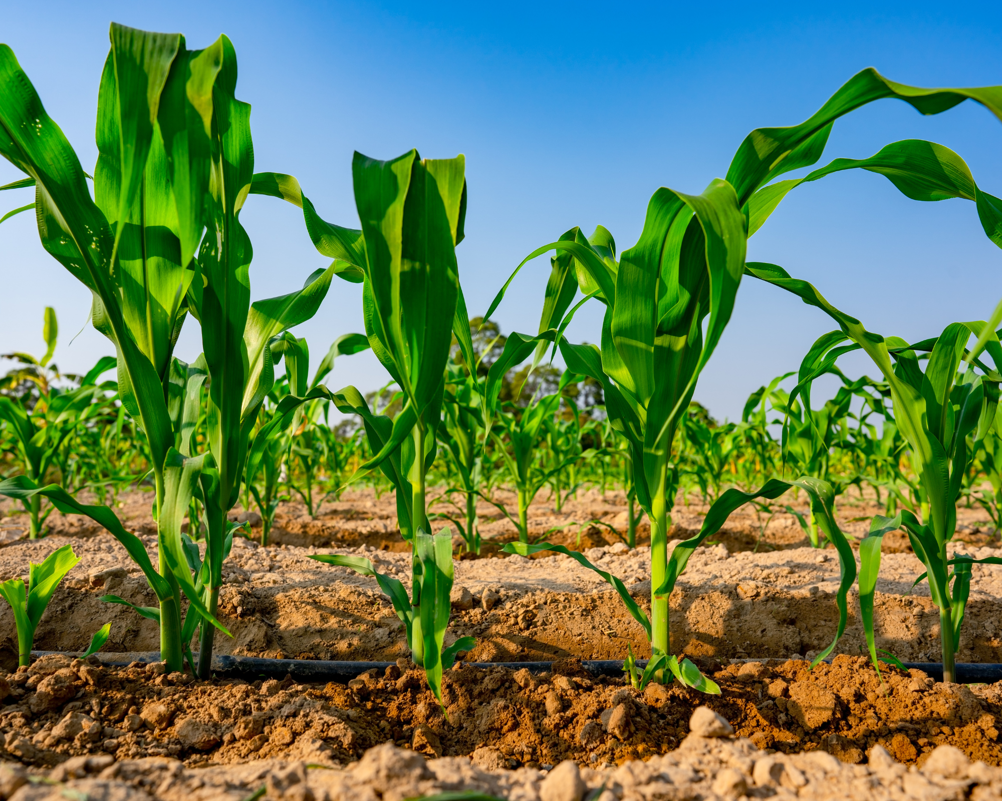 Semi di Mais Zuccherino - Franchi sementi - immagine 3