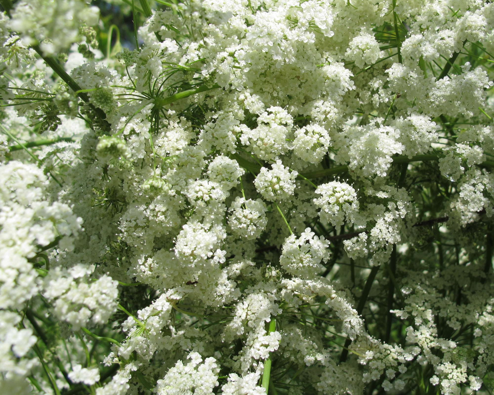 Semi di Anice - Franchi sementi - immagine 3