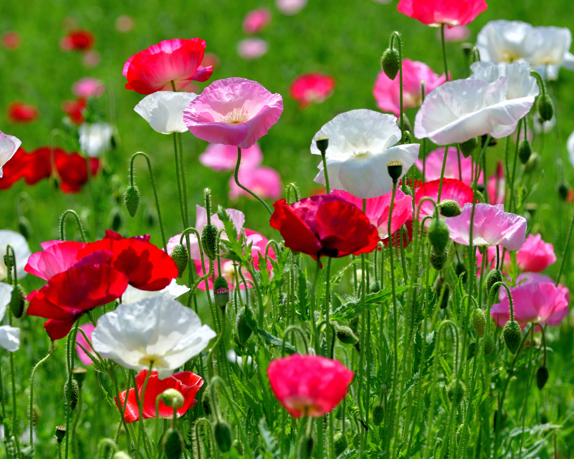 Semi di Papavero Ornamentale Shirley Multicolor - Franchi sementi - immagine 3