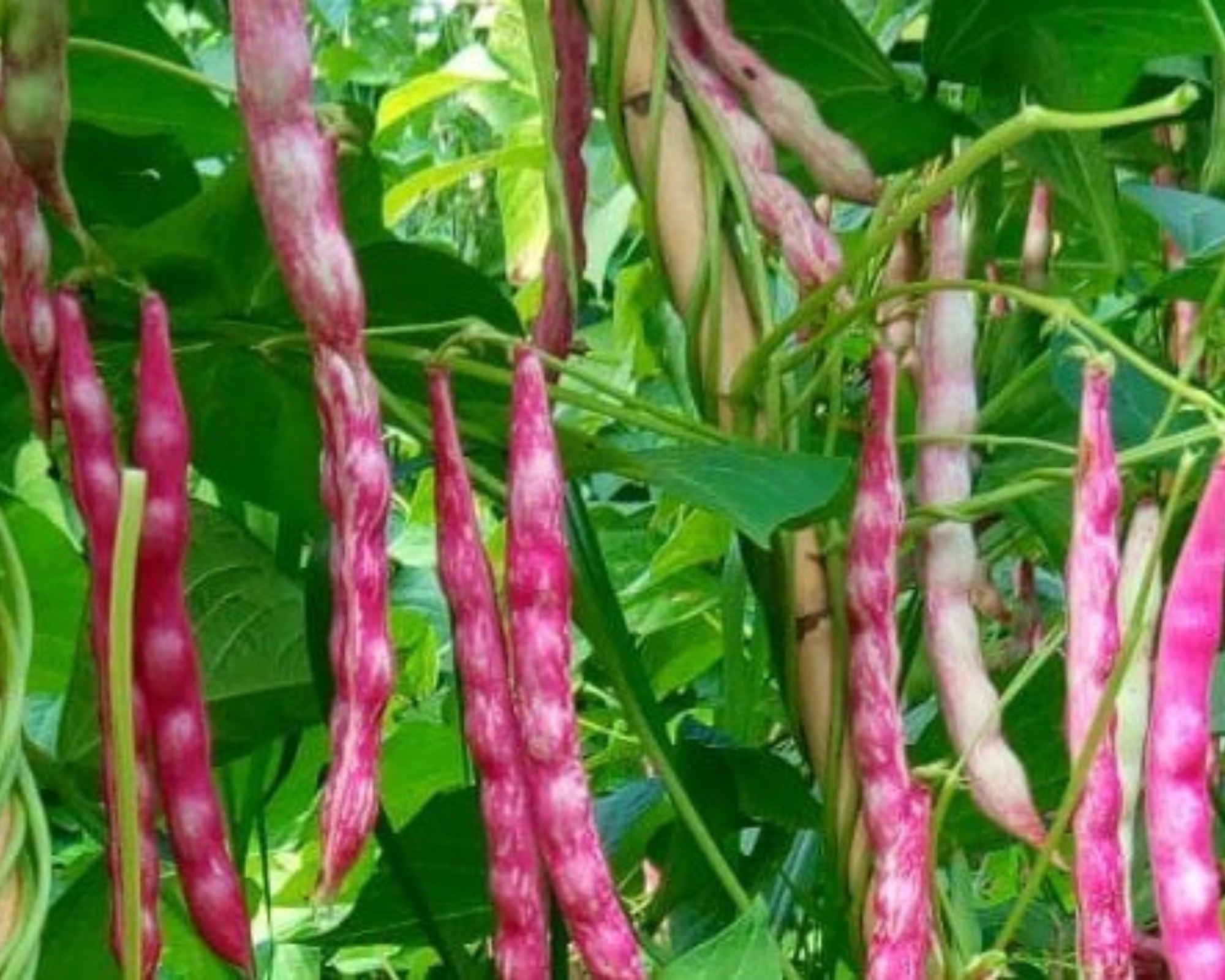 Semi di Fagiolo Nano Big Baldoria - Franchi sementi - immagine 3