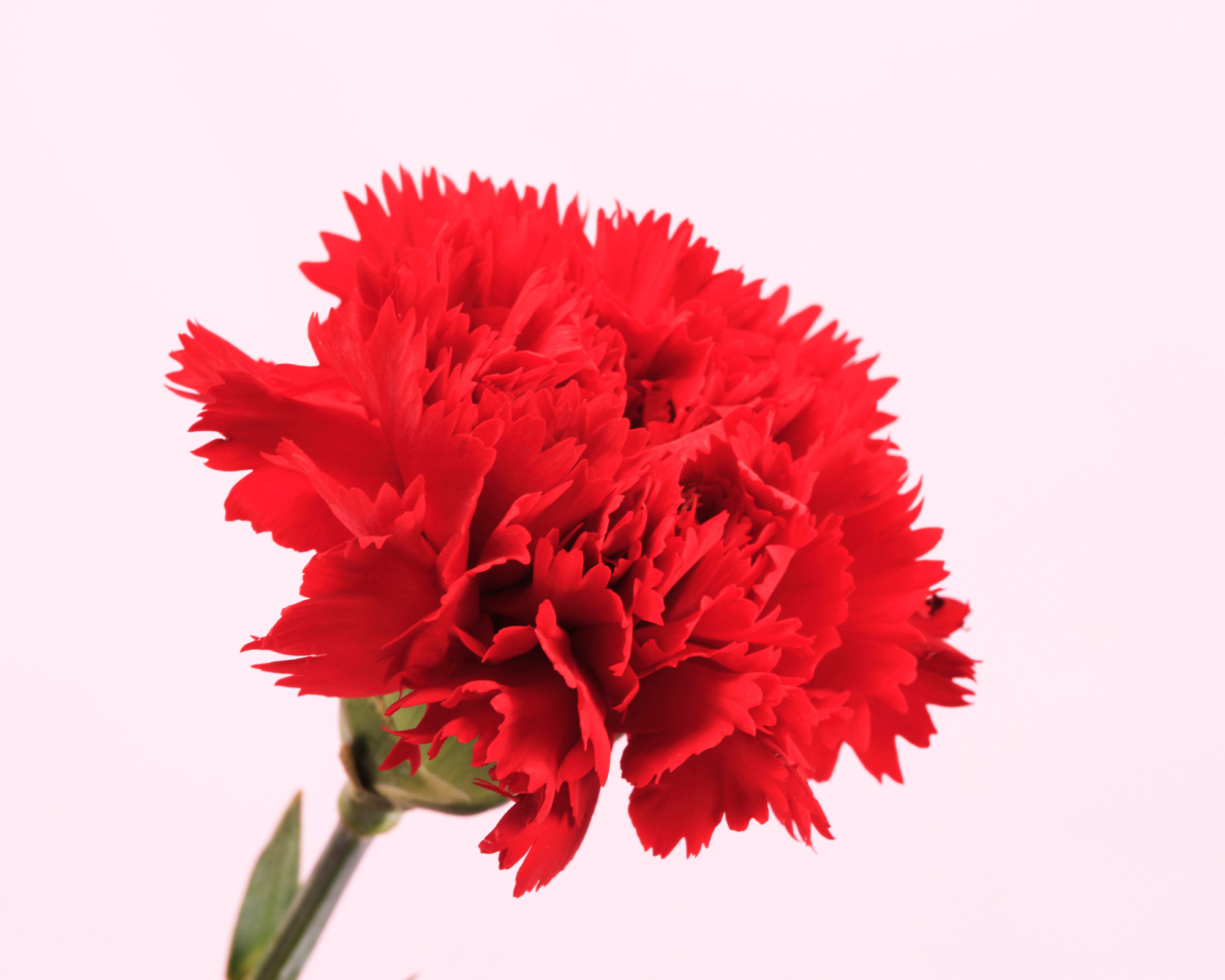 Semi di Garofano di Nizza Multicolor - Franchi sementi - immagine 3