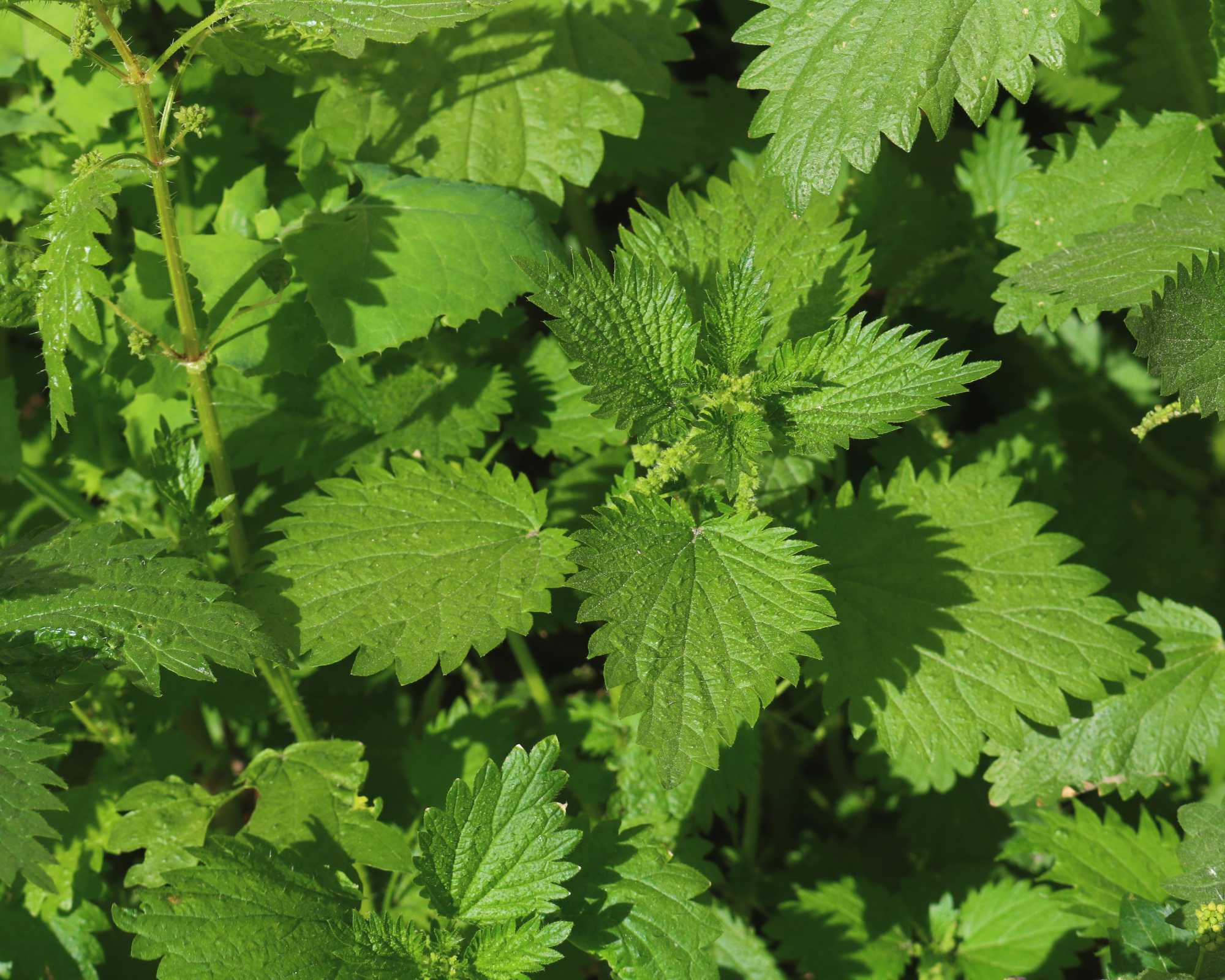 Semi di Ortica - Franchi sementi - immagine 3