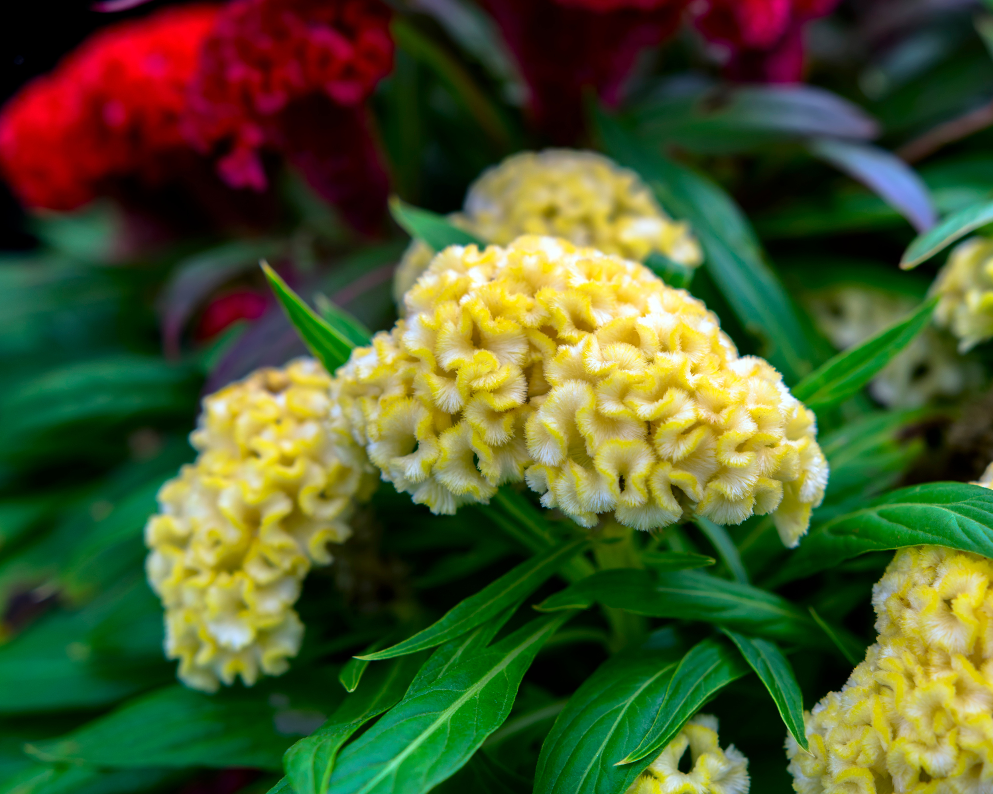 Semi di Celosia Cristata Multicolor - Franchi sementi - immagine 3