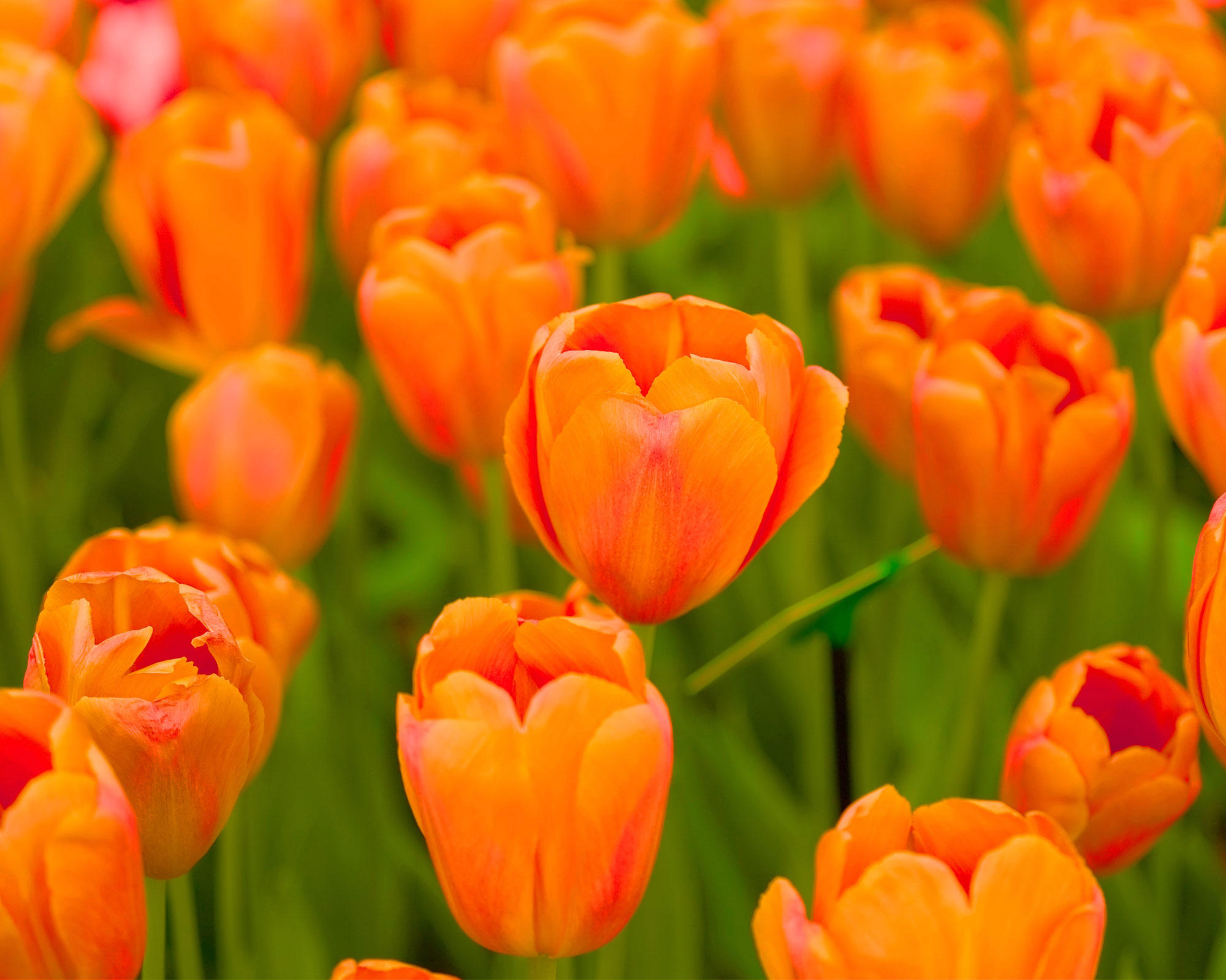 X10 Bulbo Tulipa Daydream (Tulipano) - Kapiteyn - immagine 2