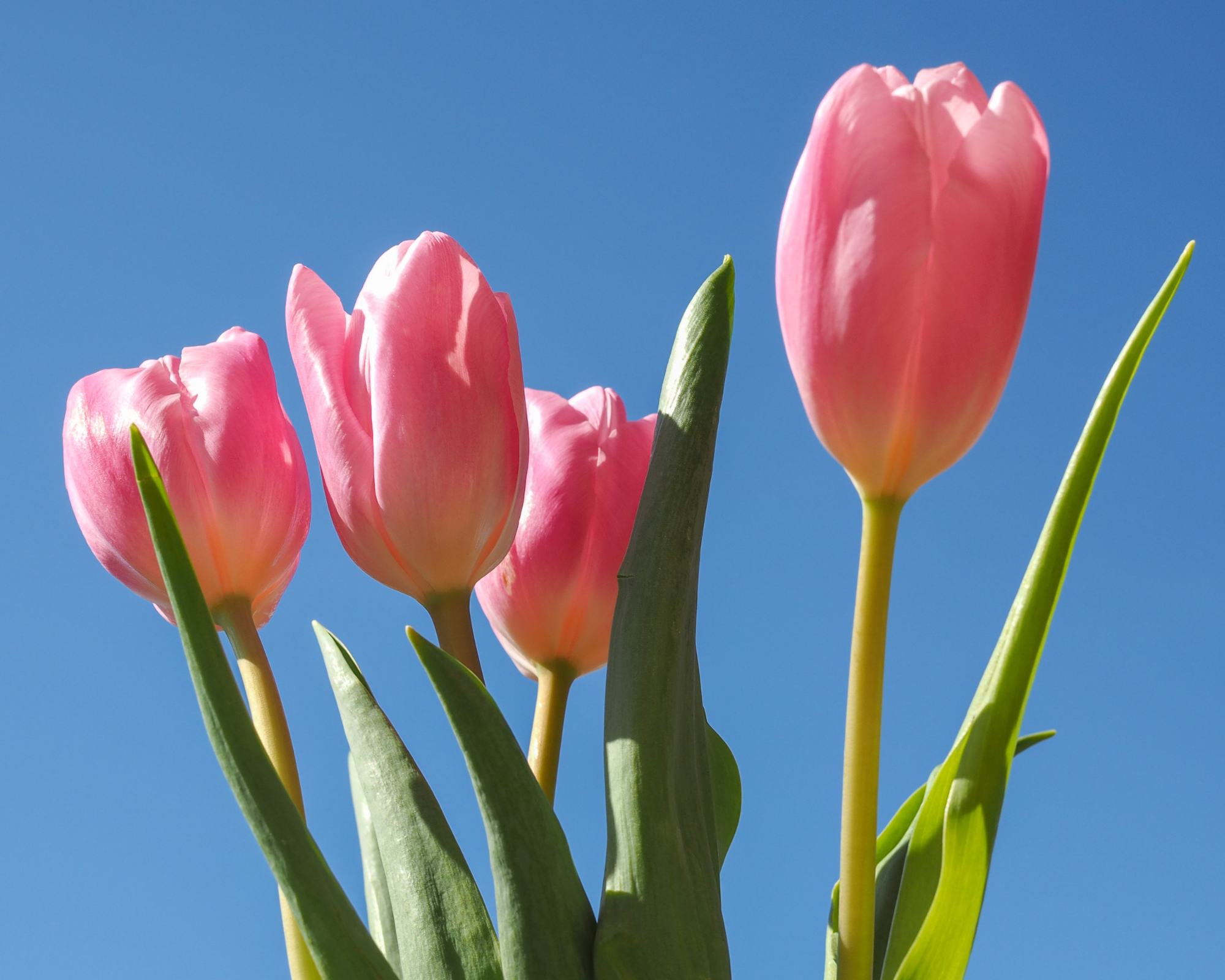 X10 Bulbo Tulipa Pink Impression (Tulipano) - Kapiteyn - immagine 2