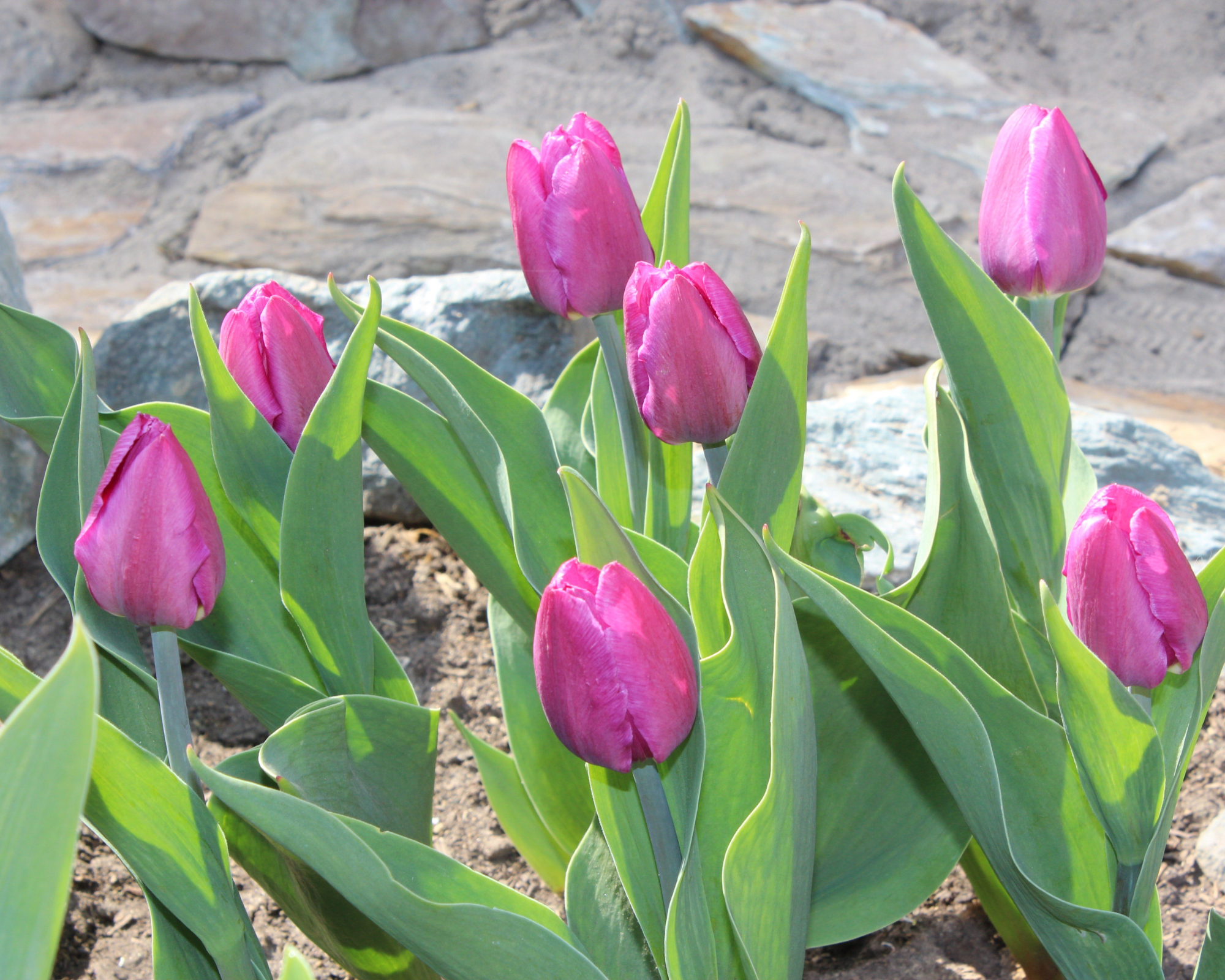 X10 Bulbo Tulipa Negrita (Tulipano) - Kapiteyn - immagine 2