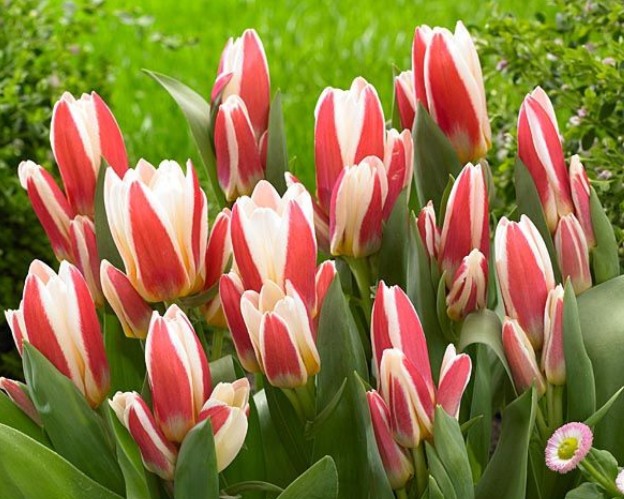 X10 Bulbo Tulipa Floresta (Tulipano) - Kapiteyn - immagine 2