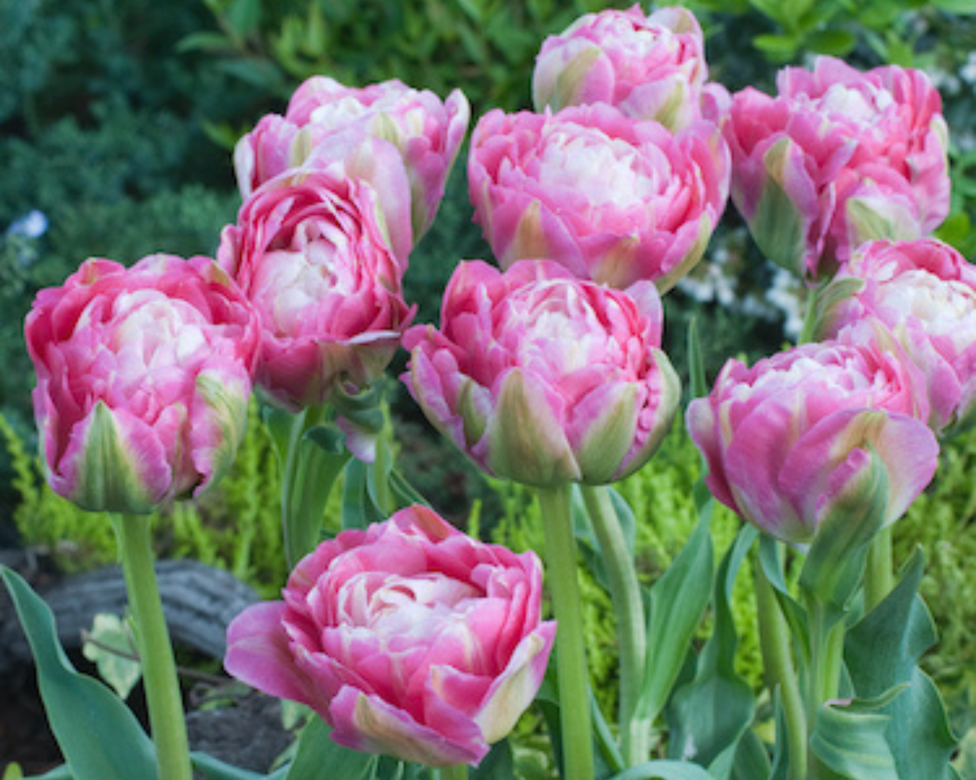 X8 Bulbo Tulipa Double Late Mix Color (Tulipano) - Kapiteyn - immagine 2