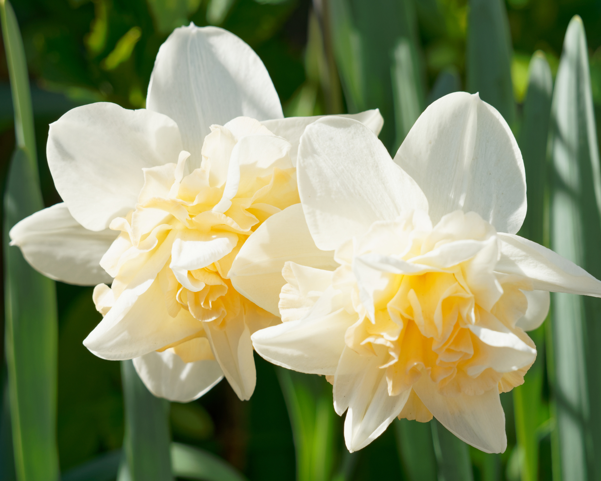 X5 Bulbo Narcissus Double Mix Color (Narciso) - Kapiteyn - immagine 2