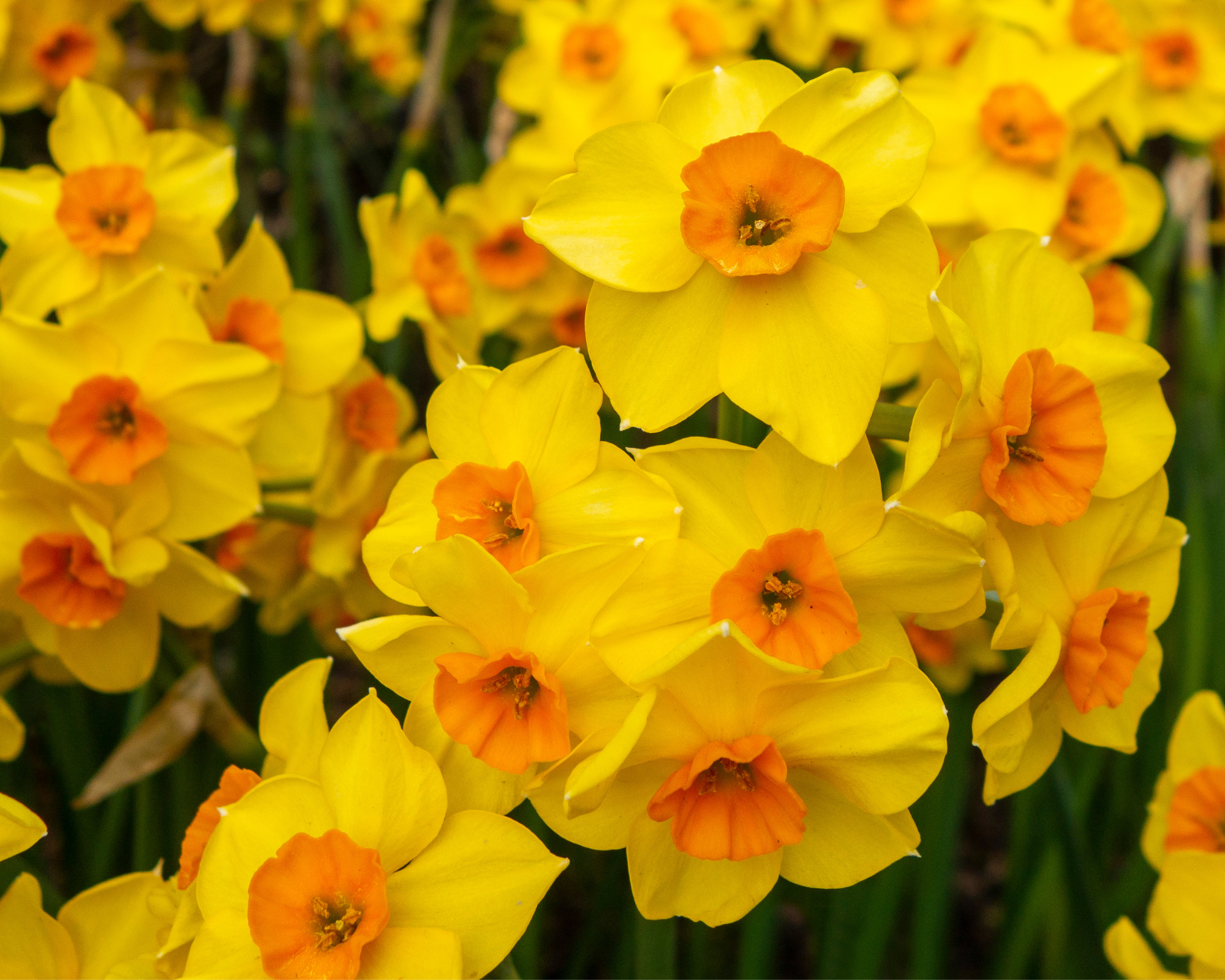 X10 Bulbo Narcissus Martinette (Narciso) - Kapiteyn - immagine 2