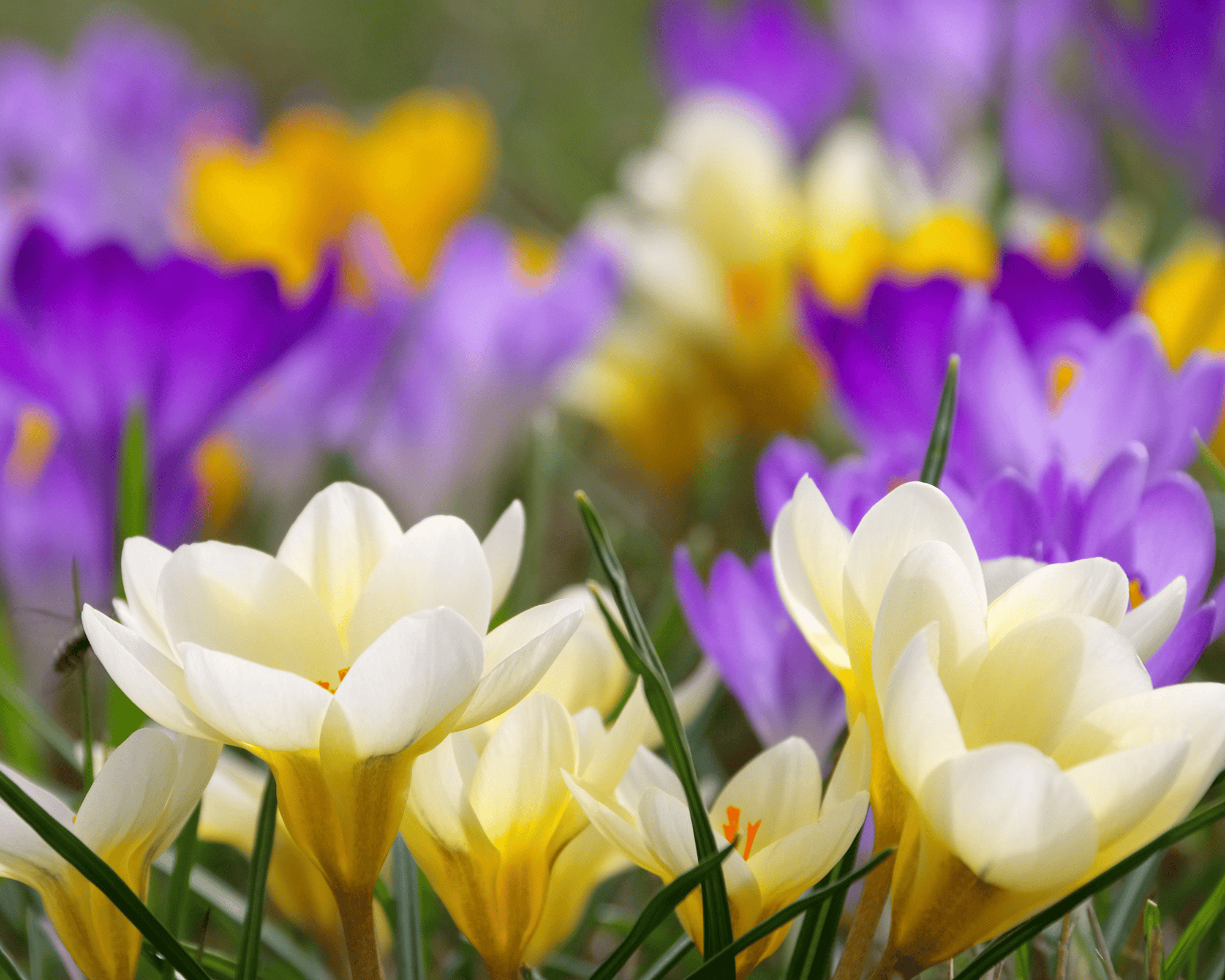 X25 Bulbo Crocus Mix (Croco) - Kapiteyn - immagine 2
