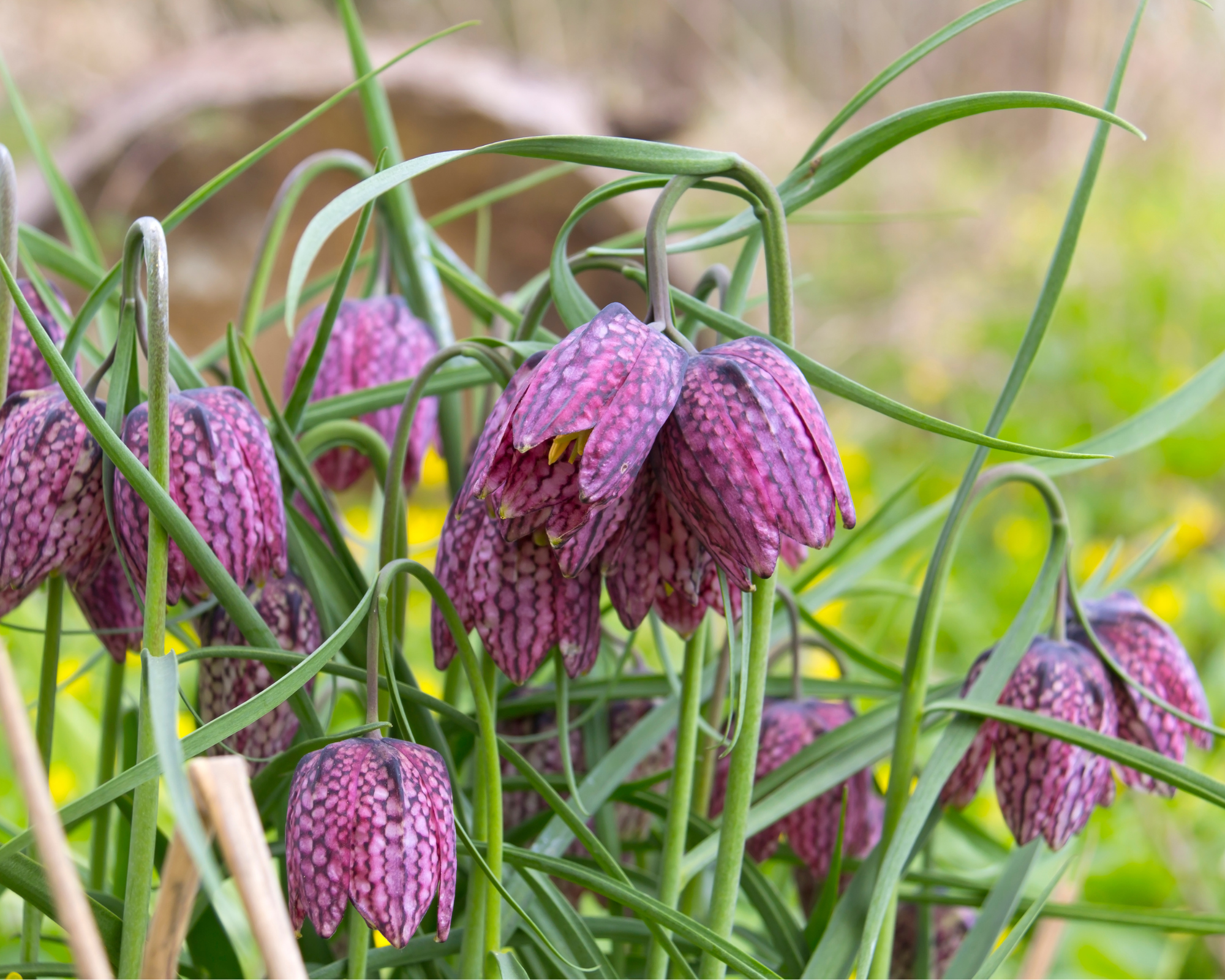 X12 Bulbo Fritillaria Mix Color (Fritillaria) - Kapiteyn - immagine 2