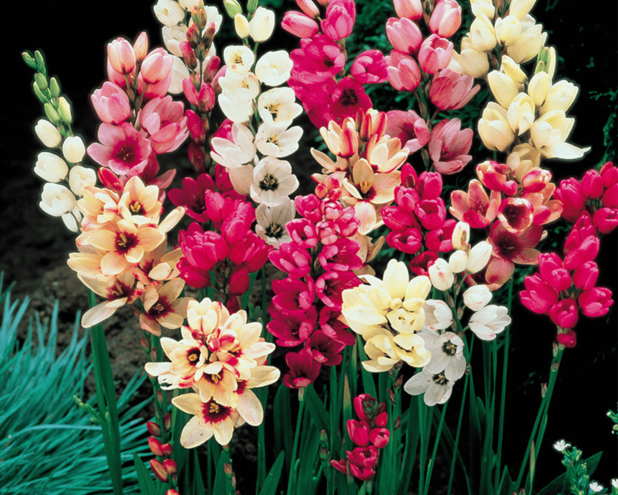 X20 Bulbo Ixia Mix Color (Ixia) - Kapiteyn - immagine 2