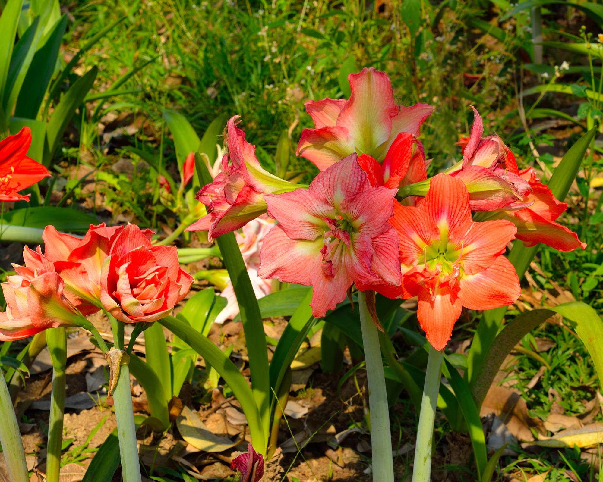 X1 Bulbo Hippeastrum Minerva (Amarillo) - Kapiteyn - immagine 2
