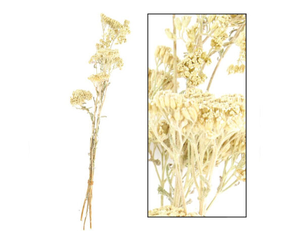 Mazzo Di Achillea Selvatica Bianca – Dijk