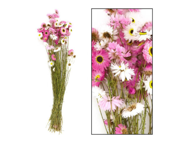 Mazzo Di Acroclinium 20 Steli – Dijk