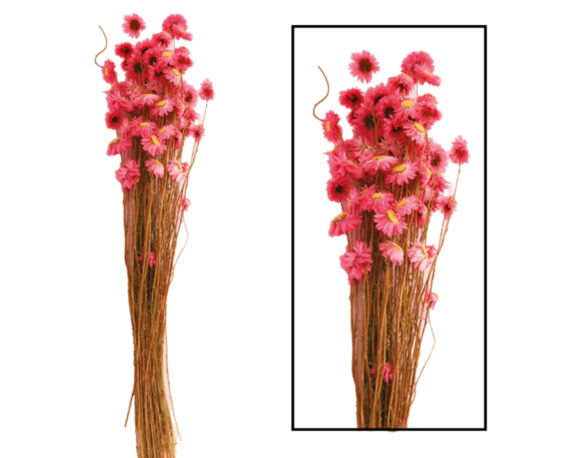 Mazzo Di Acroclinium Rosa 20 Steli – Dijk