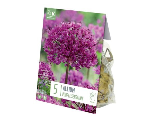X5 Bulbo Allium Purple Sensation (Aglio Ornamentale) – Kapiteyn