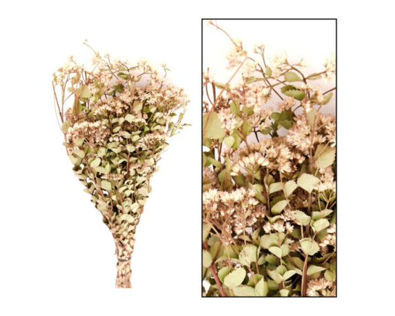 Mazzo Di Alecrim 20 Steli – Dijk