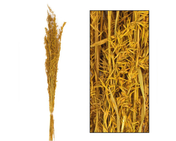 Mazzo Di Erba Alfonso Ocra 24 Steli – Dijk