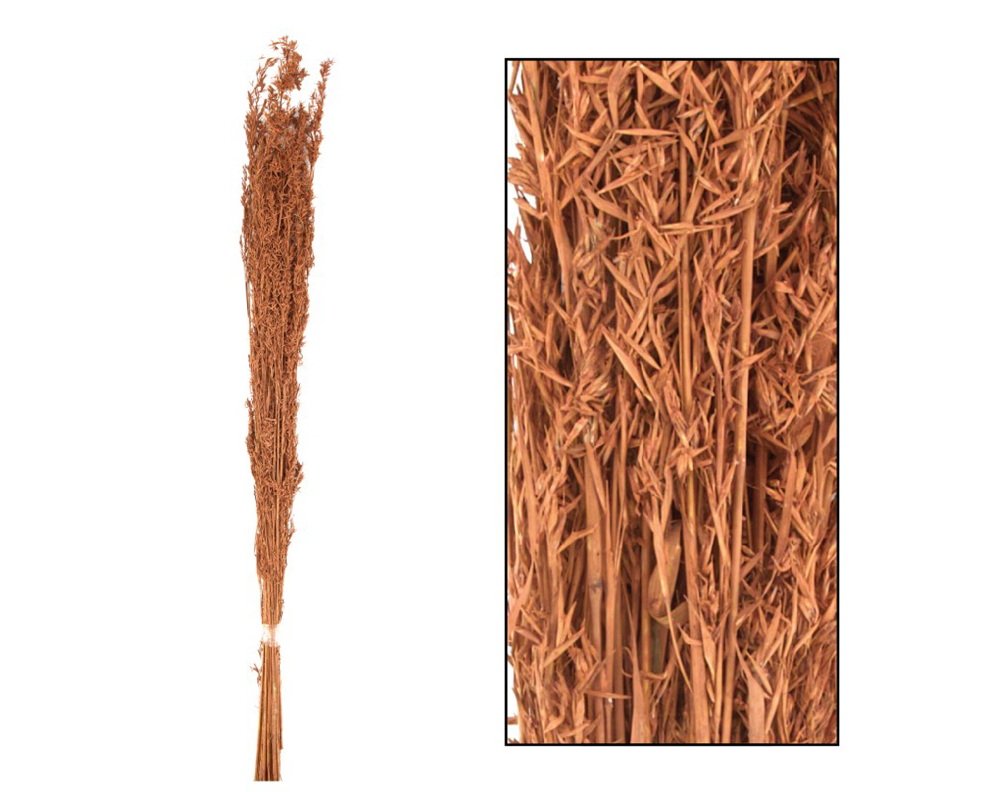 Mazzo Di Erba Alfonso Terracotta 24 Steli - Dijk