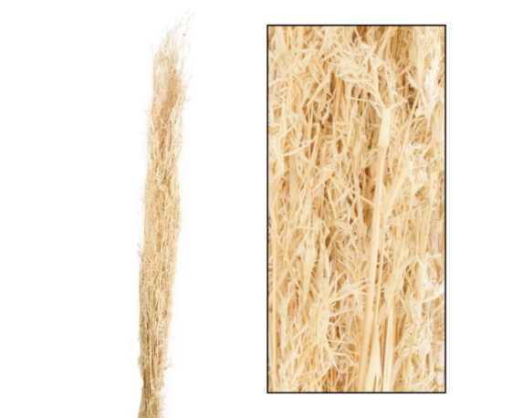 Mazzo Di Erba Alfonso Sbiancato 24 Steli – Dijk