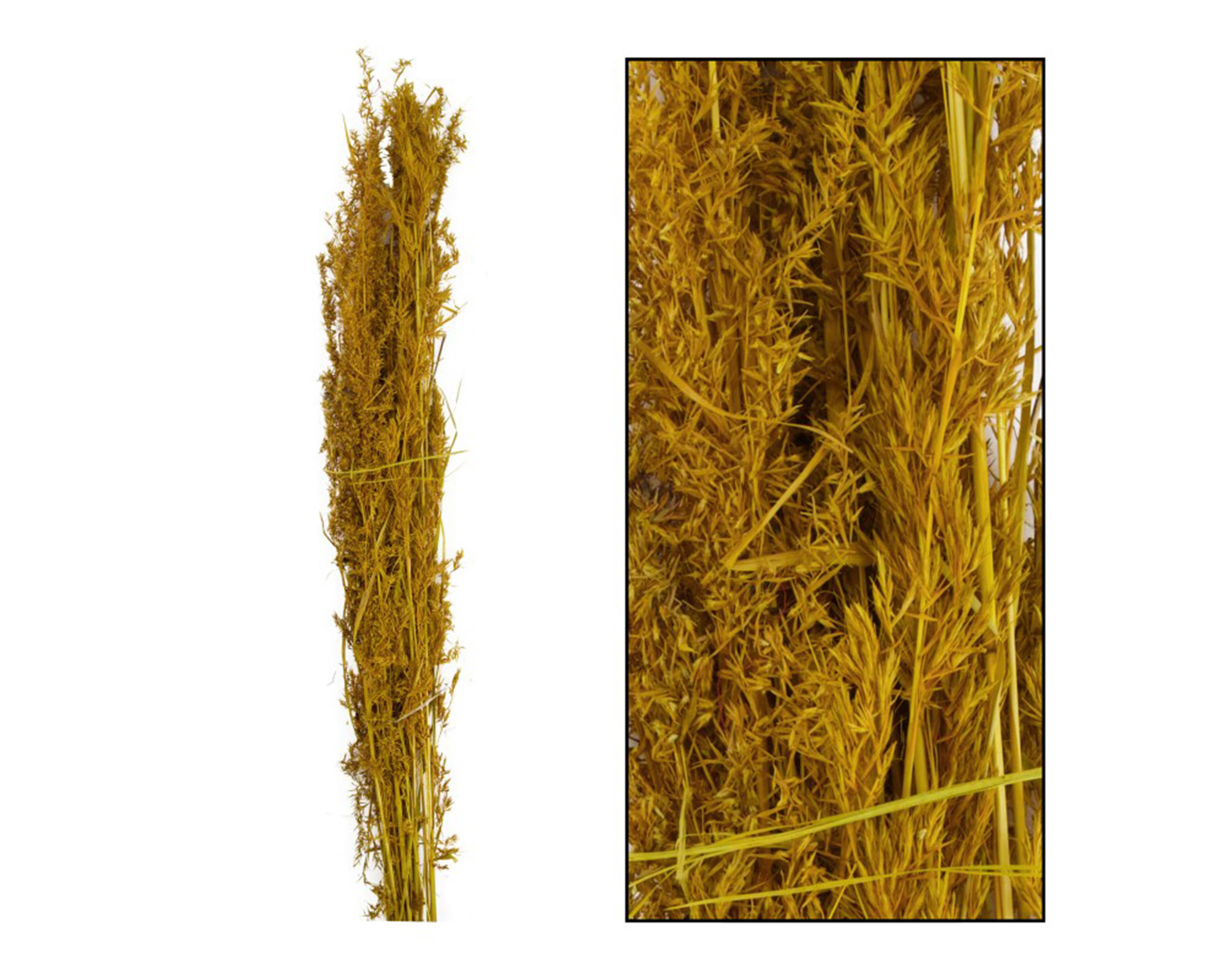 Mazzo Di Erba Alfonso Ocra 24 Steli - Dijk