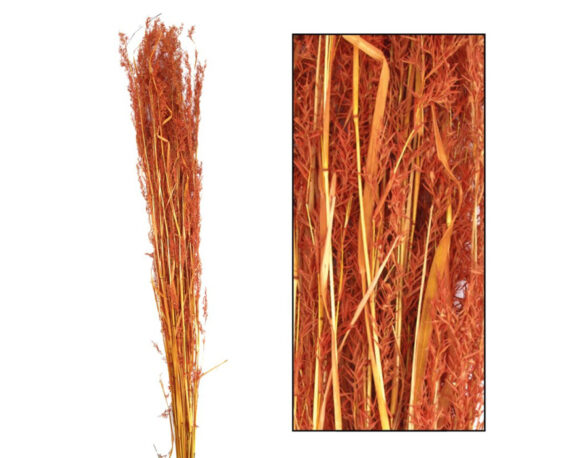 Mazzo Di Erba Alfonso Terracotta 24 Steli – Dijk