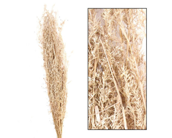 Mazzo Di Erba Alfonso Sbiancato 24 Steli – Dijk