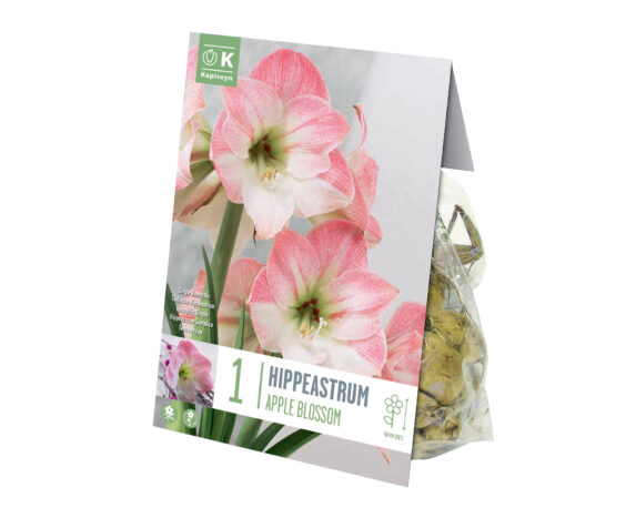 X1 Bulbo Hippeastrum Apple Blossom (Amarillo) – Kapiteyn