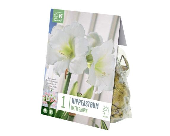 X1 Bulbo Hippeastrum Matterhorn (Amarillo) – Kapiteyn