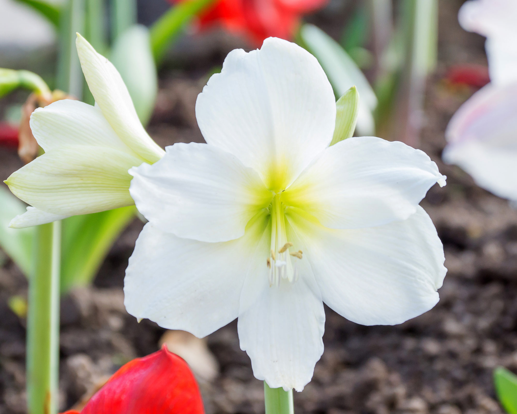 X1 Bulbo Hippeastrum Matterhorn (Amarillo) - Kapiteyn - immagine 2